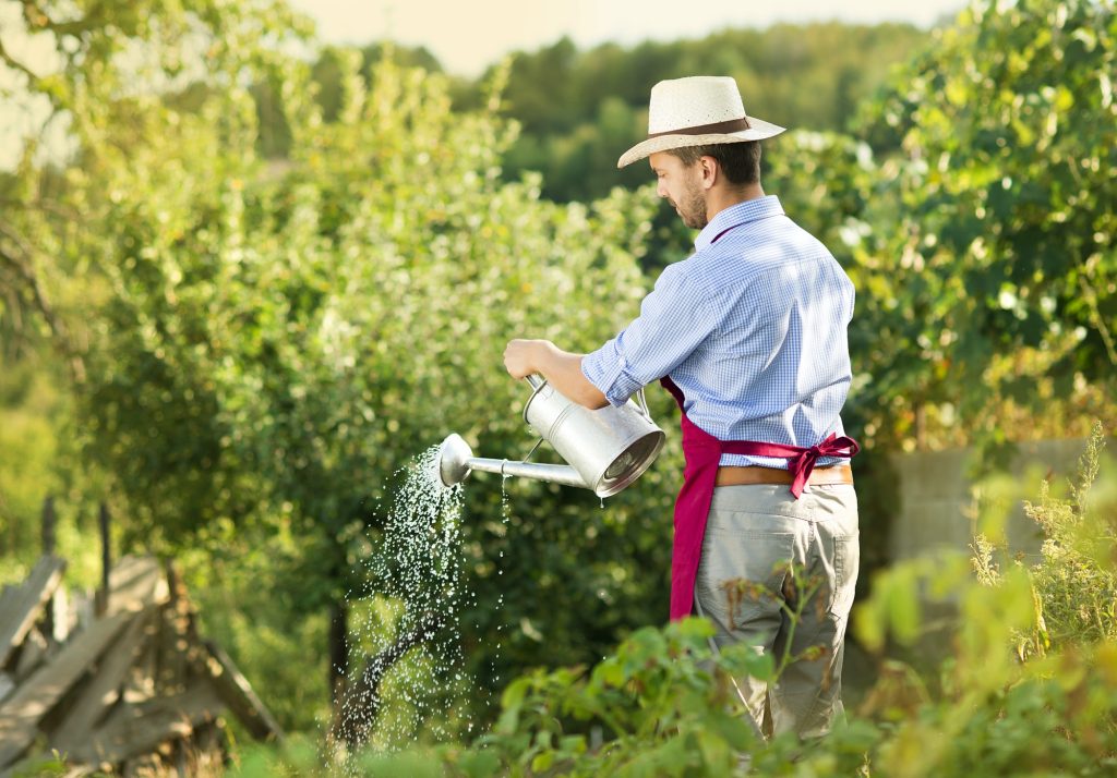 A man wearing a hat is watering plants in a lush garden, nurturing the greenery with care and attention.